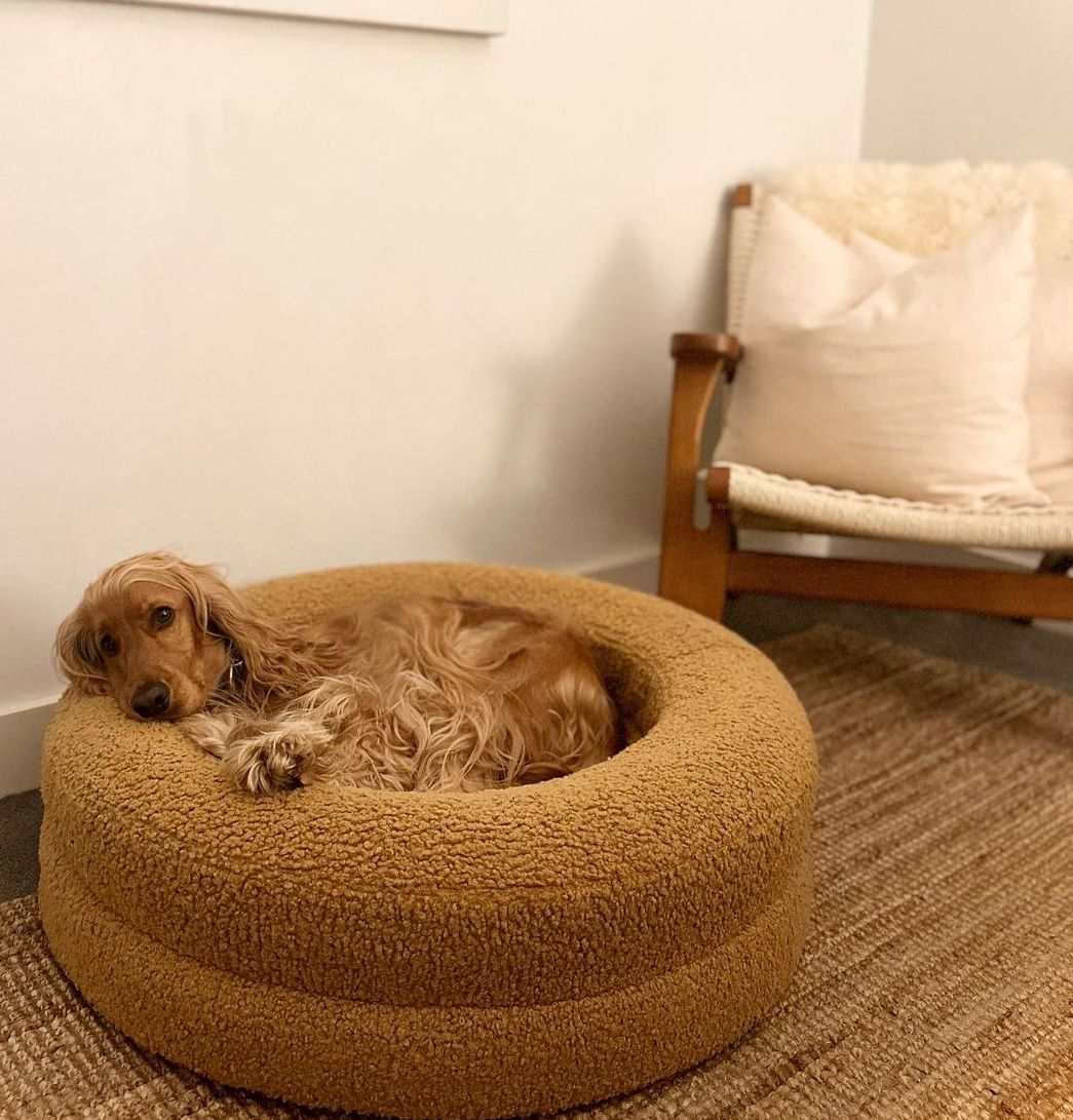 Pawthentic Teddy Curl Bed